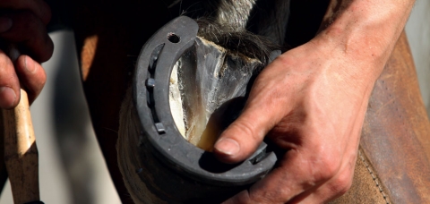 Vue d'un sabot de cheval ferré